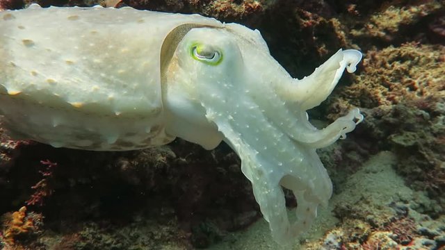 close up white cuttlefish