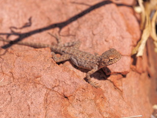 Central Netted Dragon, Ctenophorus nuchalis at Trephina Gorge, east MacDonnell ranges near Alice Springs, Northern Territory, Australia 2017
