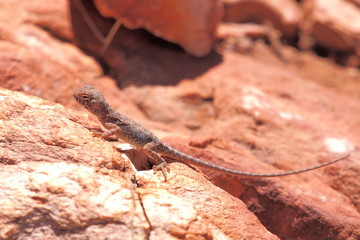 Central Netted Dragon, Ctenophorus nuchalis at Trephina Gorge, east MacDonnell ranges near Alice Springs, Northern Territory, Australia 2017