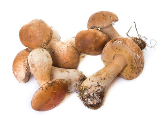 group of boletus edulis