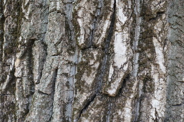 Rough and deeply fissured bark of cottonwood tree