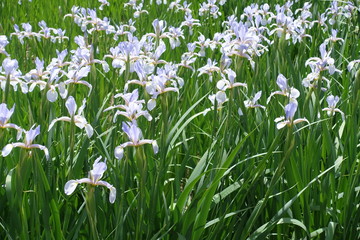 Fototapeta premium Butterfly irises in full bloom in the garden