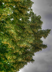 Tilleul à Chavannes-sur-Suran, Ain, France