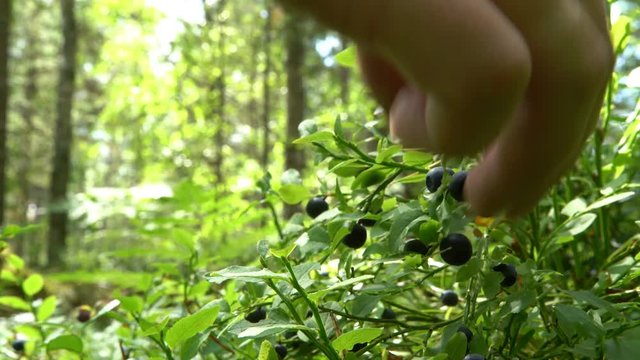 Man picking wild berries uin national park forest in Finland