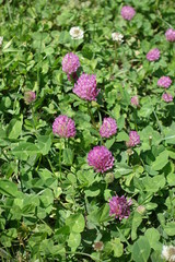 Pink flower heads of red clover in the grass