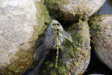 dragonfly on river rocks