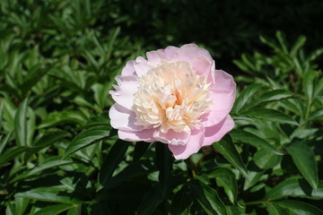 Pastel light pink double flower of peony