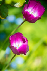 Obraz premium Tulip