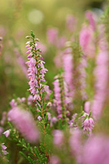 Naklejka premium Besenheide rosa