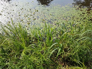 Brzeg jeziora © michalsen