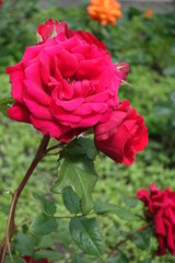 Ruby red flowers of common garden rose