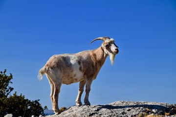 Mont Caume Toulon