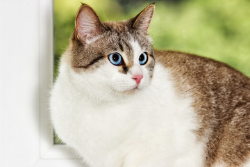 cat on the windowsill
