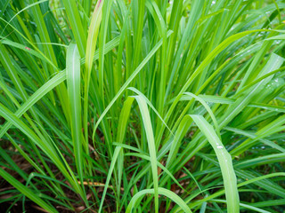 Lemon grass plant green leaf background