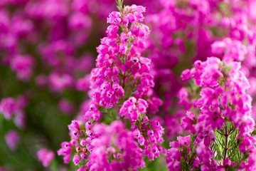 Plant erica gracilis.