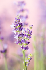 Lavender flowers.