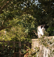 Obraz premium A cat with green eyes walks along a wooden fence surrounded by green trees and leaves. This is a small green world.