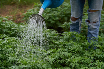 worker hands watering  young Marigold flower with watering can in the garden for sale. © iamporpla