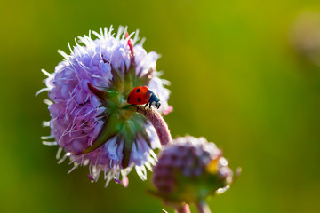 A ladybug on the flower.