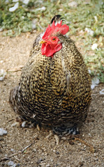 Chicken