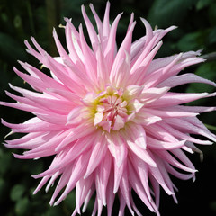 Pink rose dahlia flower, Beautiful bouquet or decoration from the garden