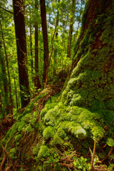 Ohne Moos nix los in den Wäldern von Sao Miguel (Azoren)