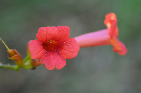 Blossoming tekoma (Campsis)
