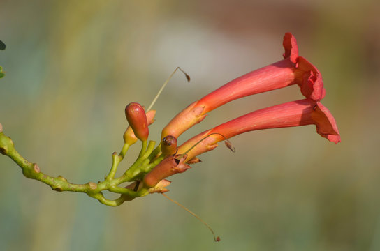 Blossoming tekoma (Campsis)
