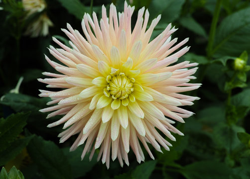 White dahlia flower, beautiful bouquet or decoration from the garden