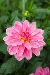 Fototapeta premium Pink rose dahlia flower, Beautiful bouquet or decoration from the garden