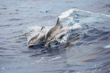 Duett springender Delfine vor Sao Miguel (Azoren) © lusches