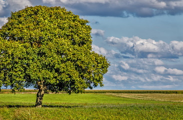 Spätsommerlandschaft mit Wallnussbaum auf der grünen Wiese