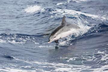 Delfin vor Sao Miguel (Azoren)