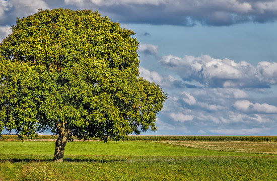 Sp&auml;tsommerlandschaft mit Wallnussbaum auf der gr&uuml;nen Wiese