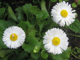 Маргаритки