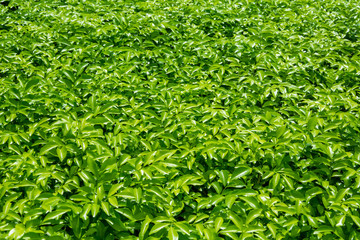  Leaves beautiful garden front