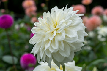 White dahlia flower, beautiful bouquet or decoration from the garden