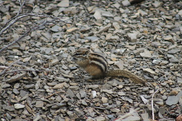 chipmunk