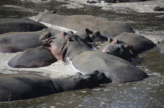 ippopotami, Africa, safari, stagno, Tanzania, Serengeti, savana, mimetizzati, acqua