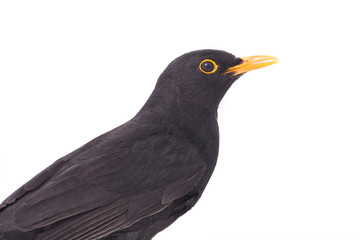 portrait blackbird