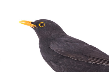portrait blackbird