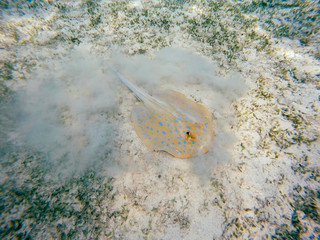 Bluespotted ribbontail ray (Taeniura lymma), Egypt
