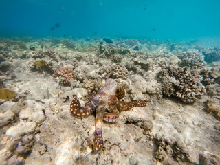 reef octopus (Octopus cyanea) on coral garden