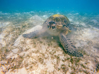 big Adult green sea turtle (Chelonia mydas)