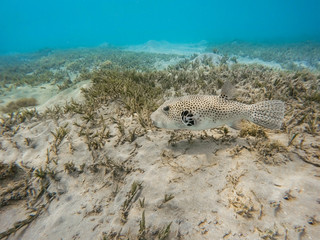 Stellate puffer fish (Arothron stellatus)