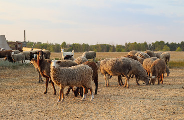 Flock of sheeps and goats on pasture. Sheep farming on meadow in the evening at sunset.