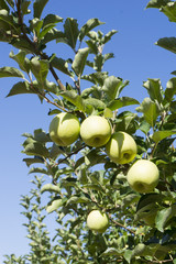 Apples are on branches