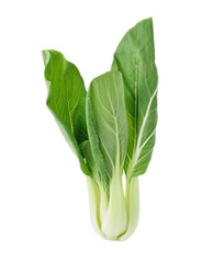 Bok choy (chinese cabbage) isolated on white