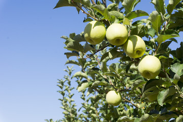 Apples are on branches