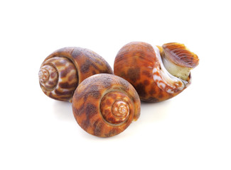 golden apple snail on white background